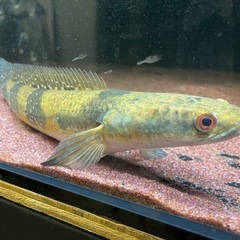 熱帯魚　スネークヘッド　　の画像