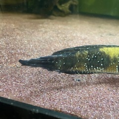 熱帯魚　スネークヘッド　　の画像