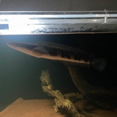 熱帯魚　スネークヘッド　　の画像