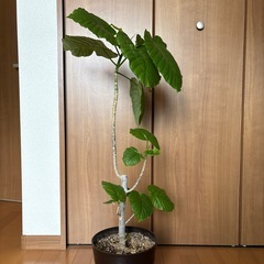 フィカス　ウンベラータの画像