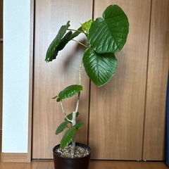 フィカス　ウンベラータの画像