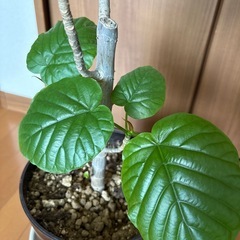 フィカス　ウンベラータの画像