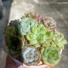 お取引中　多肉植物の画像