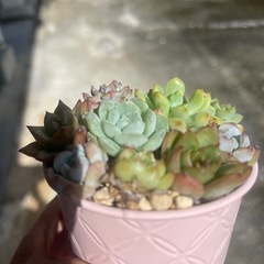 お取引中　多肉植物の画像