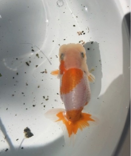 高級 優良系統 らんちゅう 更紗