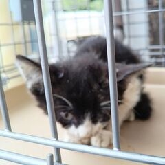 【問合せ中】至急お願いします　子猫　雄　オス　保護猫　保護…