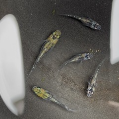 メダカ　夜桜　幼魚５匹の画像