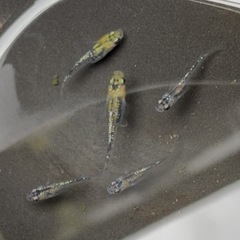 メダカ　夜桜　幼魚５匹の画像