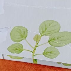 絵本、CD&歯固めセットの画像