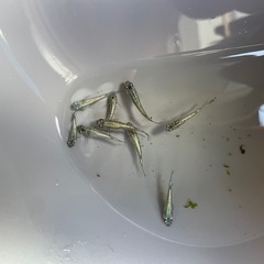 ネプチューン　めだか　メダカ若魚　画像の全ての画像