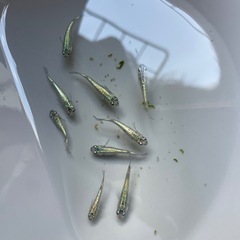 ネプチューン　めだか　メダカ若魚　画像の全ての画像