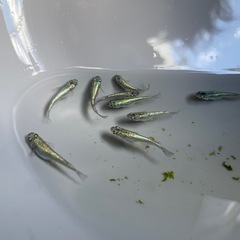 ネプチューン　めだか　メダカ若魚　画像の全ての画像