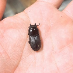 【訳あり新成虫】ムシモンオオクワガタ ペアの画像