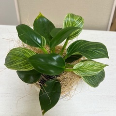 観葉植物（フィロデンドロン）の画像