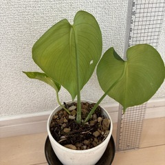 モンステラの新芽の画像
