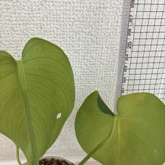 モンステラの新芽の画像