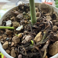 モンステラの新芽の画像