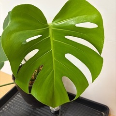 観葉植物　モンステラ　Ｅの画像