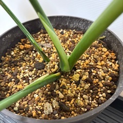 観葉植物　モンステラ　Ｅの画像
