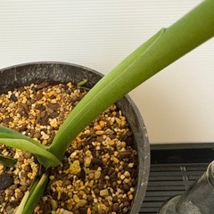 観葉植物　モンステラ　Ｅの画像