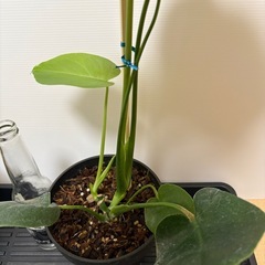 観葉植物　モンステラ　Ｆの画像