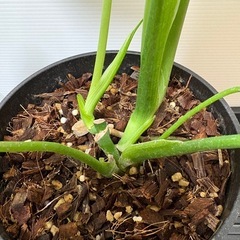 観葉植物　モンステラ　Ｆの画像