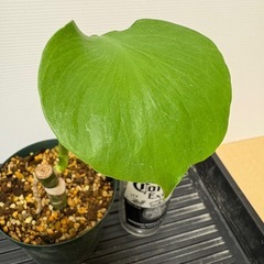 観葉植物　モンステラ　Ｇの画像
