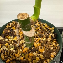 観葉植物　モンステラ　Ｇの画像