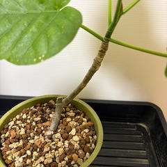 観葉植物　フィカスウンベラータの画像