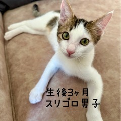 生後3.5ヶ月　スリゴロキジシロくん　ワクチン接種、去勢手術済み