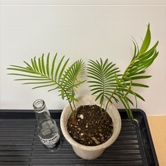 観葉植物　ソテツ(蘇轍)の画像