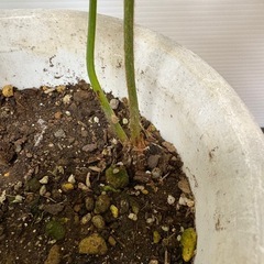 観葉植物　ソテツ(蘇轍)の画像