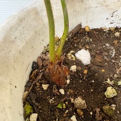 観葉植物　ソテツ(蘇轍)の画像