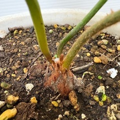 観葉植物　ソテツ(蘇轍)少し大きめの画像