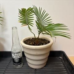 観葉植物　ソテツ(蘇轍)少し大きめの画像