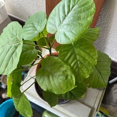 【ウンベラータ】鉢底より約35cmの画像