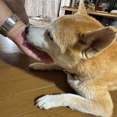 まぁまぁ男前？元気な赤柴コロ９歳です。 - 犬