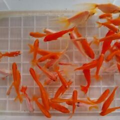 選別漏れ金魚ＭＩＸ50匹③の画像