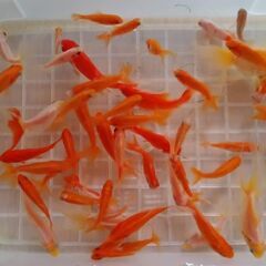 選別漏れ金魚ＭＩＸ50匹③の画像