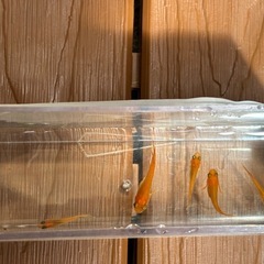 楊貴妃メダカの画像