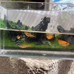 楊貴妃メダカの画像