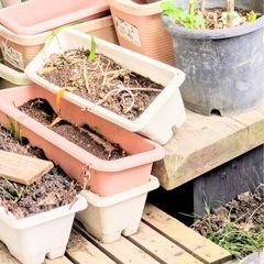 大量プランター☆植木鉢まとめて引き取ってくれる方 の画像