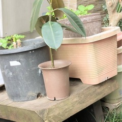 大量プランター☆植木鉢まとめて引き取ってくれる方 の画像