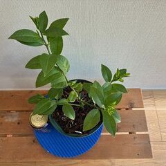 レモン取り木苗の画像