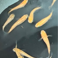 メダカ　アルティノアール　10匹の画像