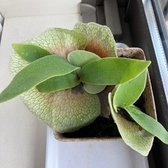 ビカクシダ P .Banna#Aの画像