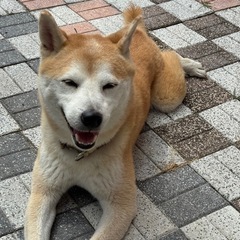 まぁまぁ男前？元気な赤柴コロ９歳です。 − 福岡県