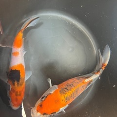 錦鯉 ニシキゴイ 2匹 20cm弱 30cm弱 伊佐養鯉場　すごく綺麗ですの画像