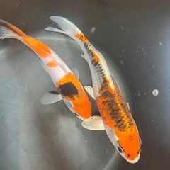 錦鯉 ニシキゴイ 2匹 20cm弱 30cm弱 伊佐養鯉場　すごく綺麗ですの画像