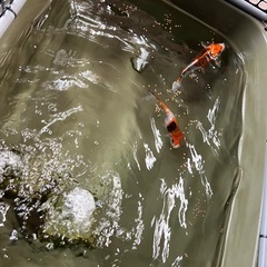 錦鯉 ニシキゴイ 2匹 20cm弱 30cm弱 伊佐養鯉場　すごく綺麗ですの画像